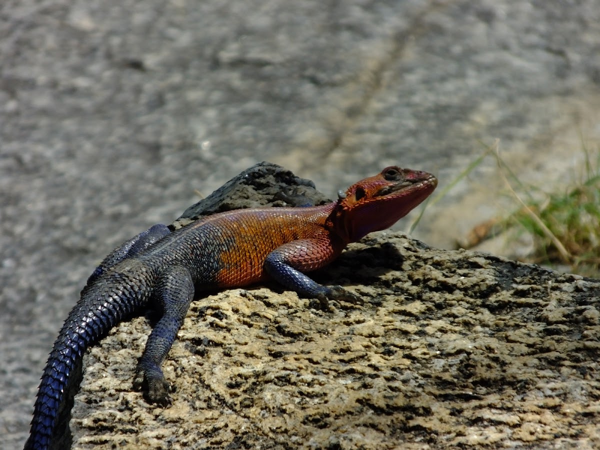 flat headed agama or spiderman lizard