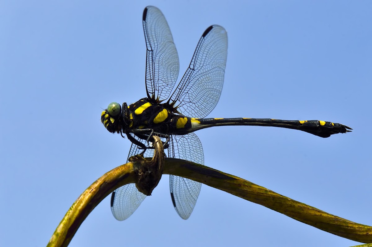 Indian Common Clubtail