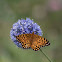 Altantis Fritilary