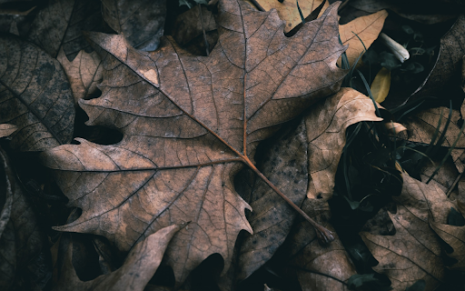 Falling leaves