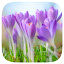 Crocus Flower Wallpaper Custom Flowers NewTab