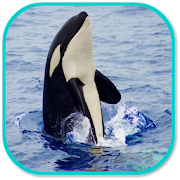 Whale Sounds  Icon