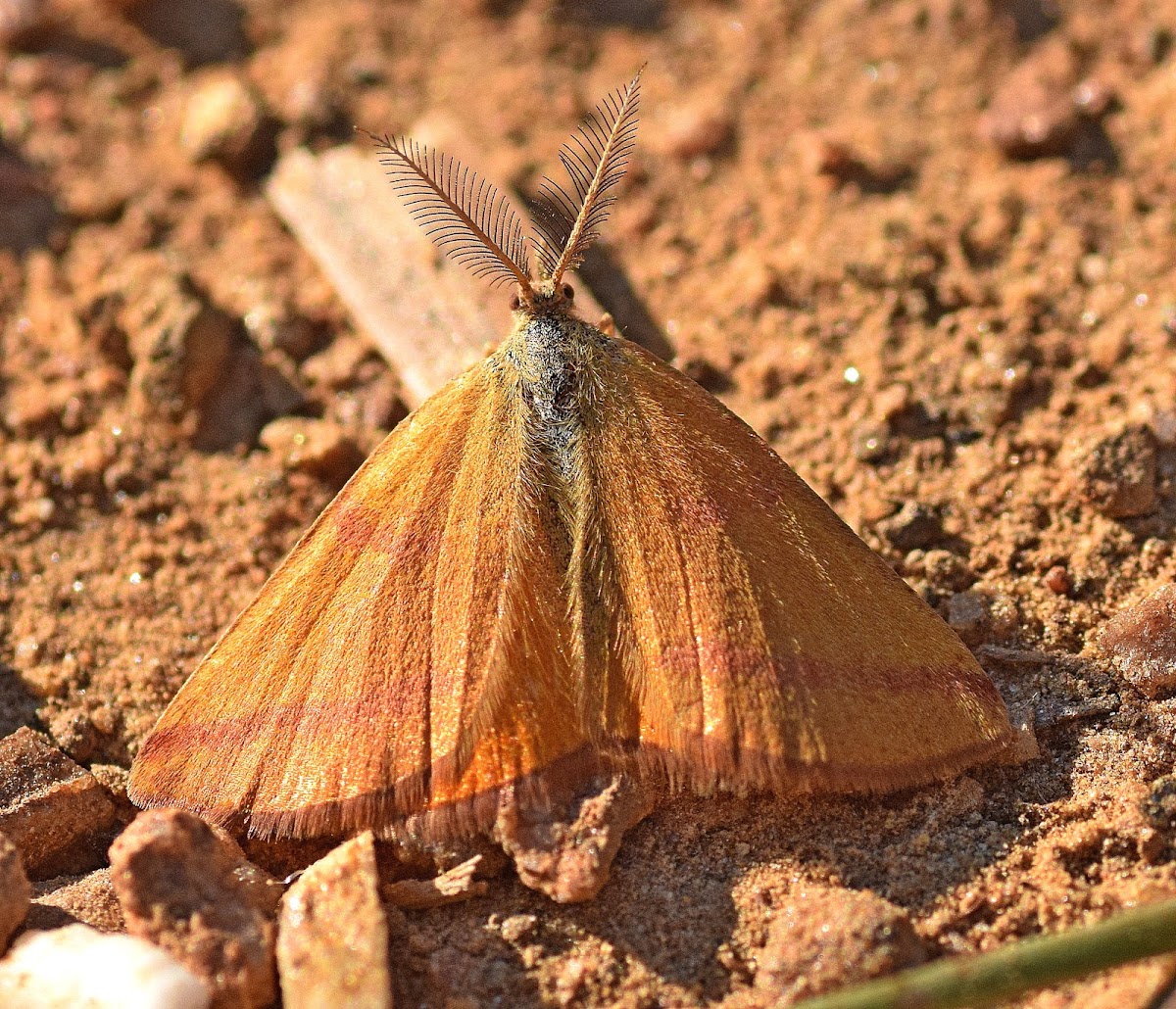 Purple-barred Yellow