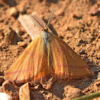 Purple-barred Yellow