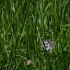 marbled white