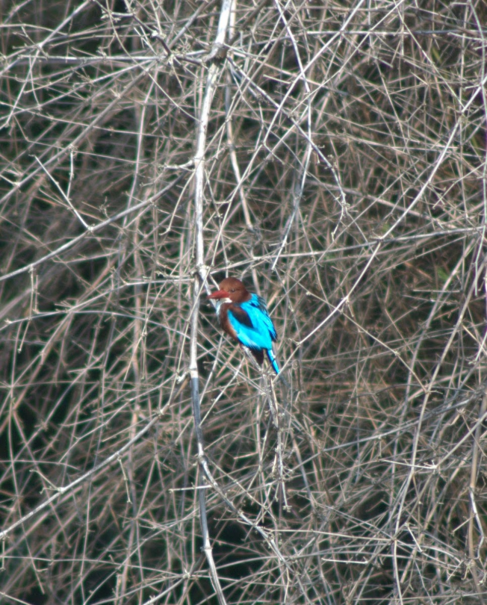 White-breasted Kingfisher