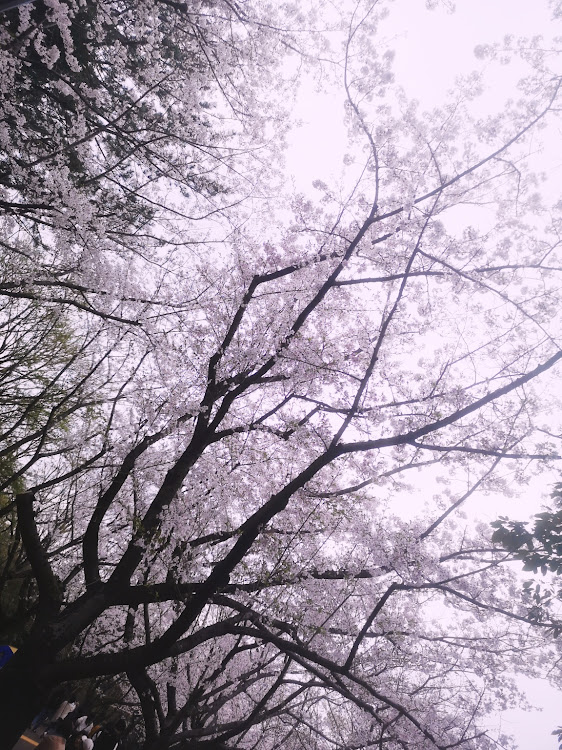フィットのご近所・ドライブ・公園・桜・花見に関するカスタム事例の投稿画像3枚目