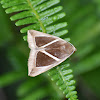 Triangular-Striped Moth