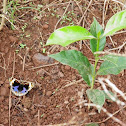 Blue pansy butterfly