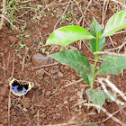 Blue pansy butterfly