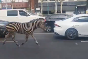 A zebra named Sero, meaning vertical in Korean, broke free from a zoo at the Seoul Children's Grand Park.