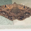 Black witch moth