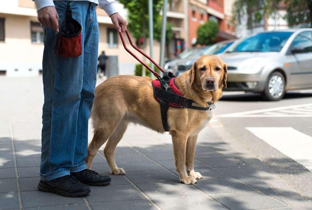 How Service Animals Help Humans Live Fuller Lives | Britannica