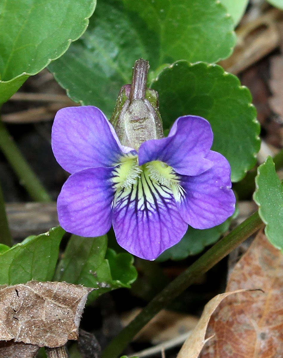 Violets