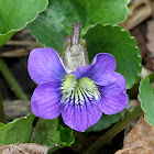 Violets