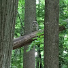 Barred Owl