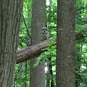 Barred Owl