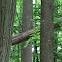 Barred Owl