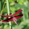 Red dragonfly