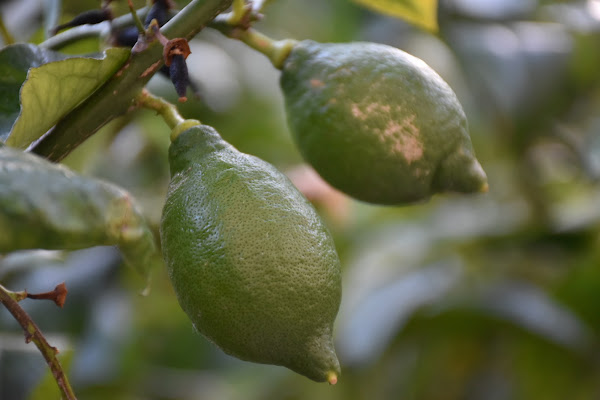 Gion Lemon di fuche