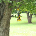 American Goldfinch