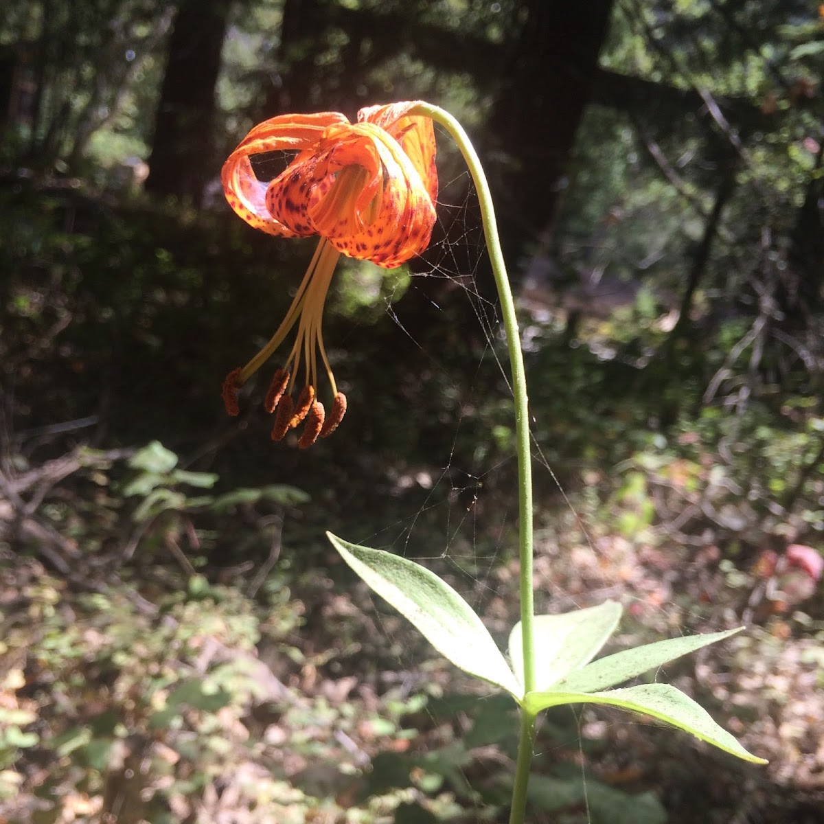 Leopard Lily