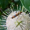 Ailanthus Webworm Moth