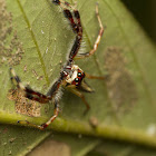 Jumping Spider