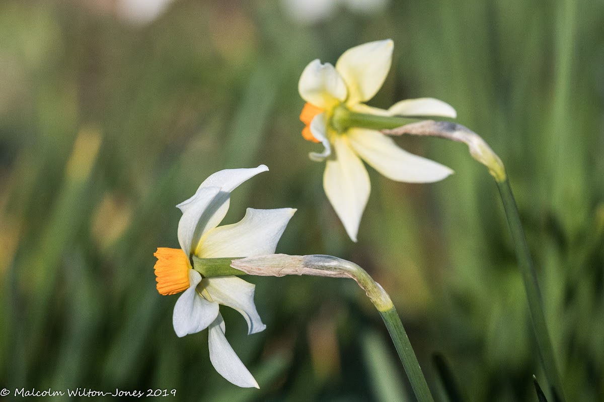 Narcissus