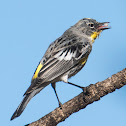 Yellow-Rumped Warbler