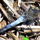 Black-tailed skimmer