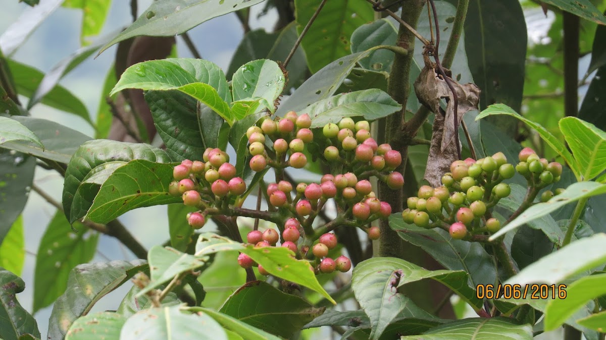 Berries