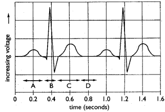 Cardiac Cycle