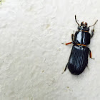 Bess Beetle