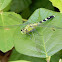 Eastern Pondhawk