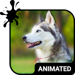 Cover Image of Unduh Cute Husky Animated Keyboard + Live Wallpaper 2.50 APK