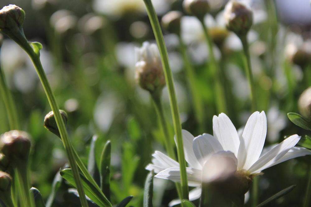 Primavera. di Giulia Leonardi