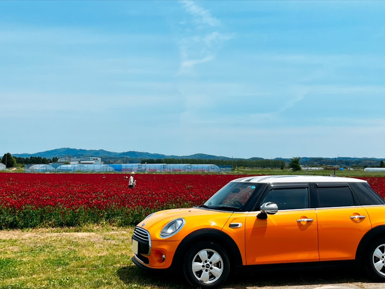 BMW ミニの花畑・ストロベリーキャンドル・「愛車とコラボショット」に関するカスタム事例の投稿画像1枚目