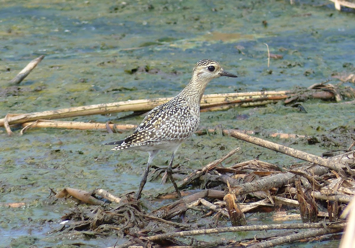 Pacific Golden Plover (juvenile)