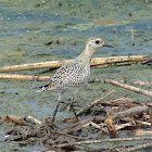 Pacific Golden Plover (juvenile)