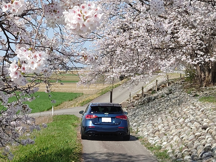 Aクラスのサクラと愛車・桜とコラボ🌸・twsforged・A35AMGに関するカスタム事例の投稿画像2枚目