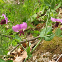 Fiore di campagna di 