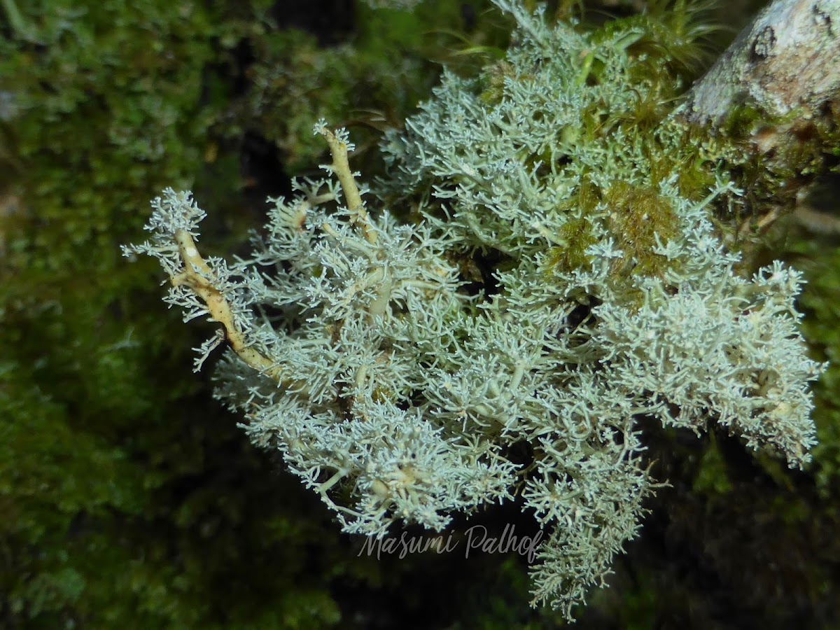 Coral Lichen