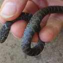 Black racer, juvenile