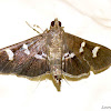 Deploring Desmia Moth