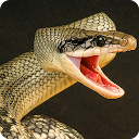 ダウンロード Anaconda Rampage: Giant Snake Attack をインストールする 最新 APK ダウンローダ