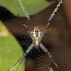 Signature Spider