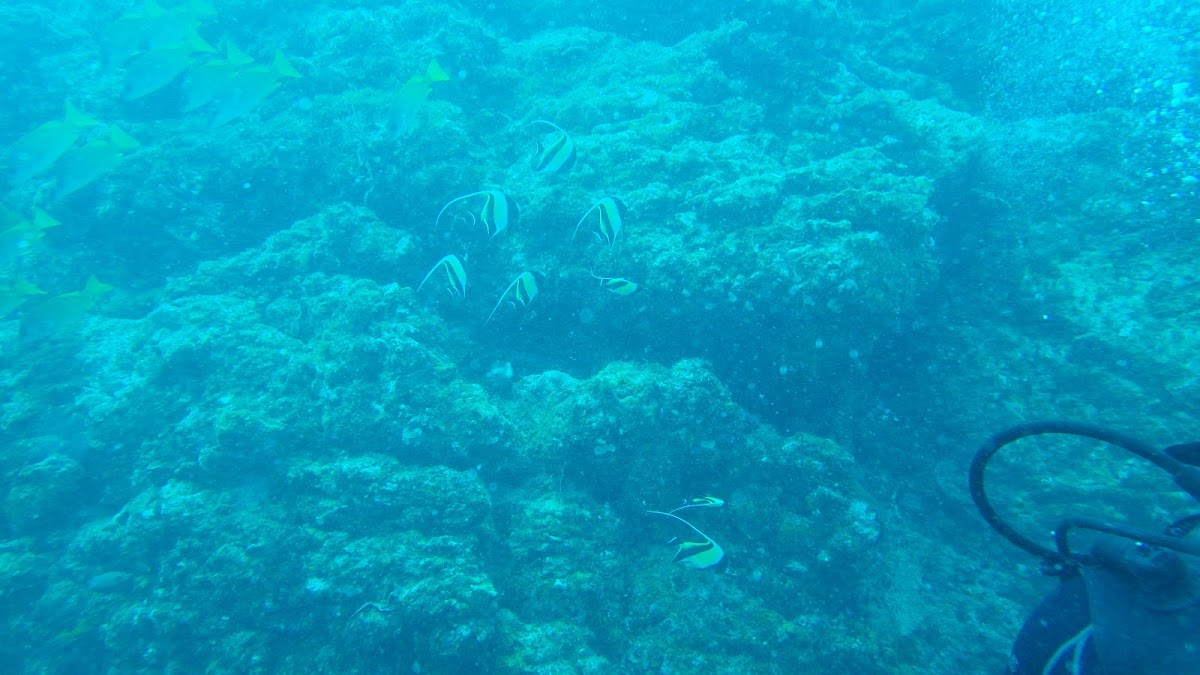 Moorish idol