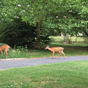 White-tailed Deer