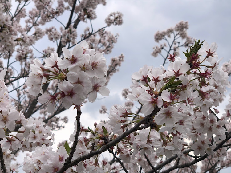 フォレスターの桜コラボ・佐倉市・今井の桜・SUBARU乗りと繋がりたい・いつも、いいね！有り難う御座います🙇に関するカスタム事例の投稿画像2枚目